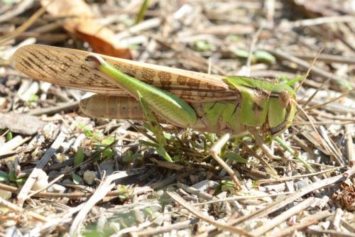 Réf. 217 250 : Locusta migratoria